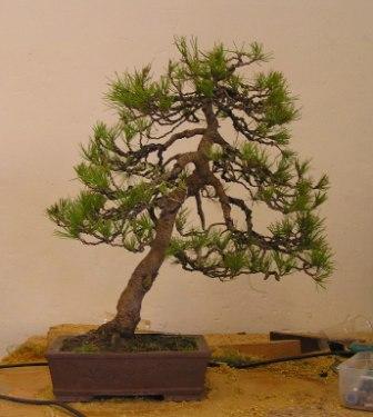 pinus H 1