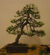 Pinus H 1