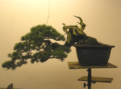 pino4_1