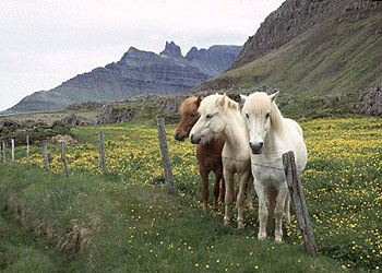caballos de Islandia