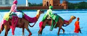 Cameles de India