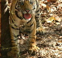 Un Tigre del Santuario de Aves Bharatpur