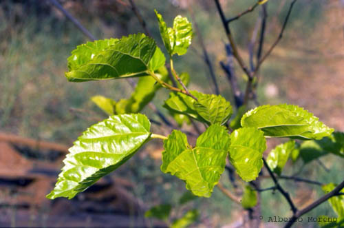 Verdes hojas