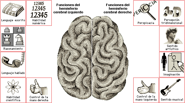 Hemisferios cerebrales