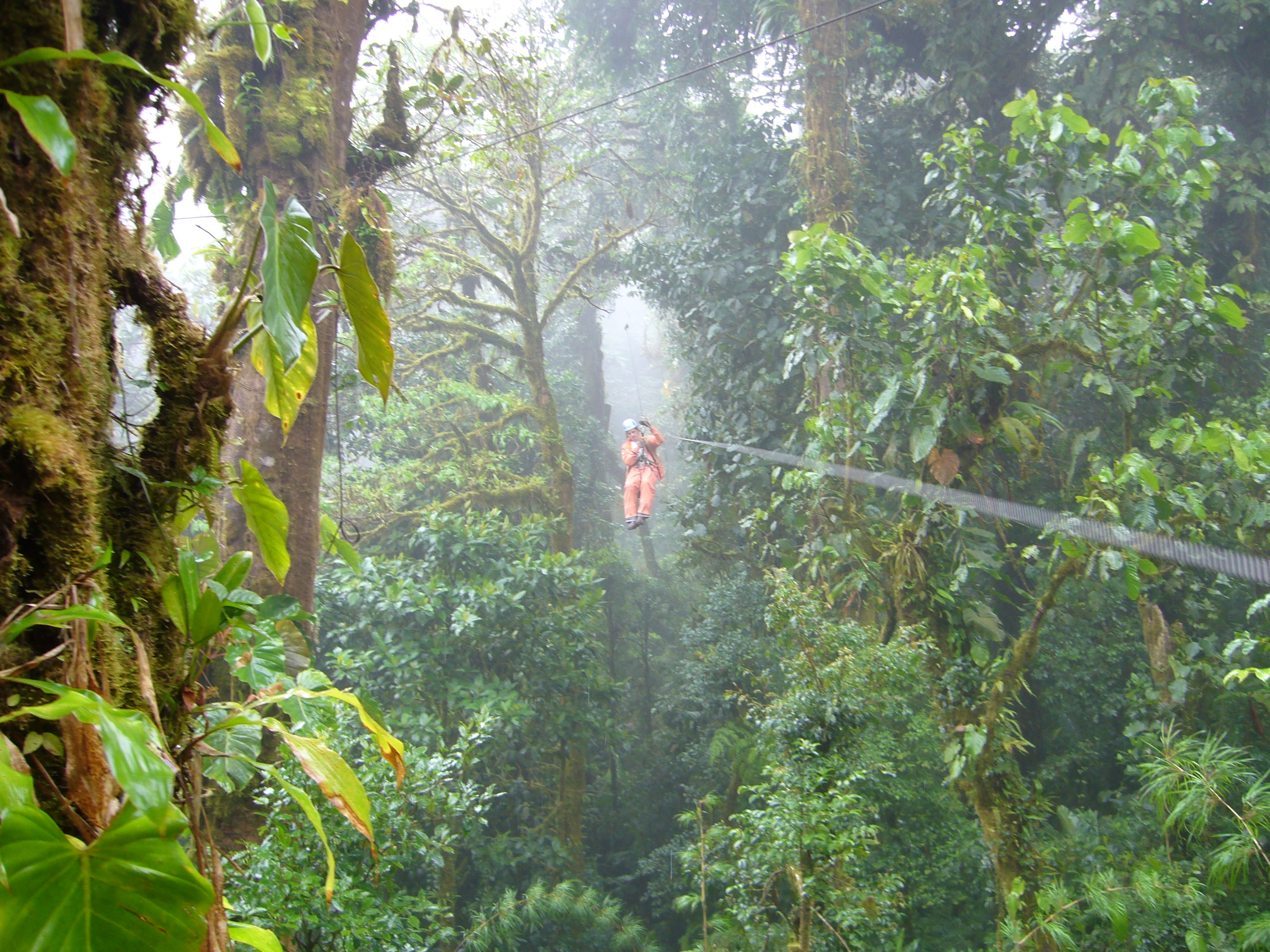 bosque nuboso