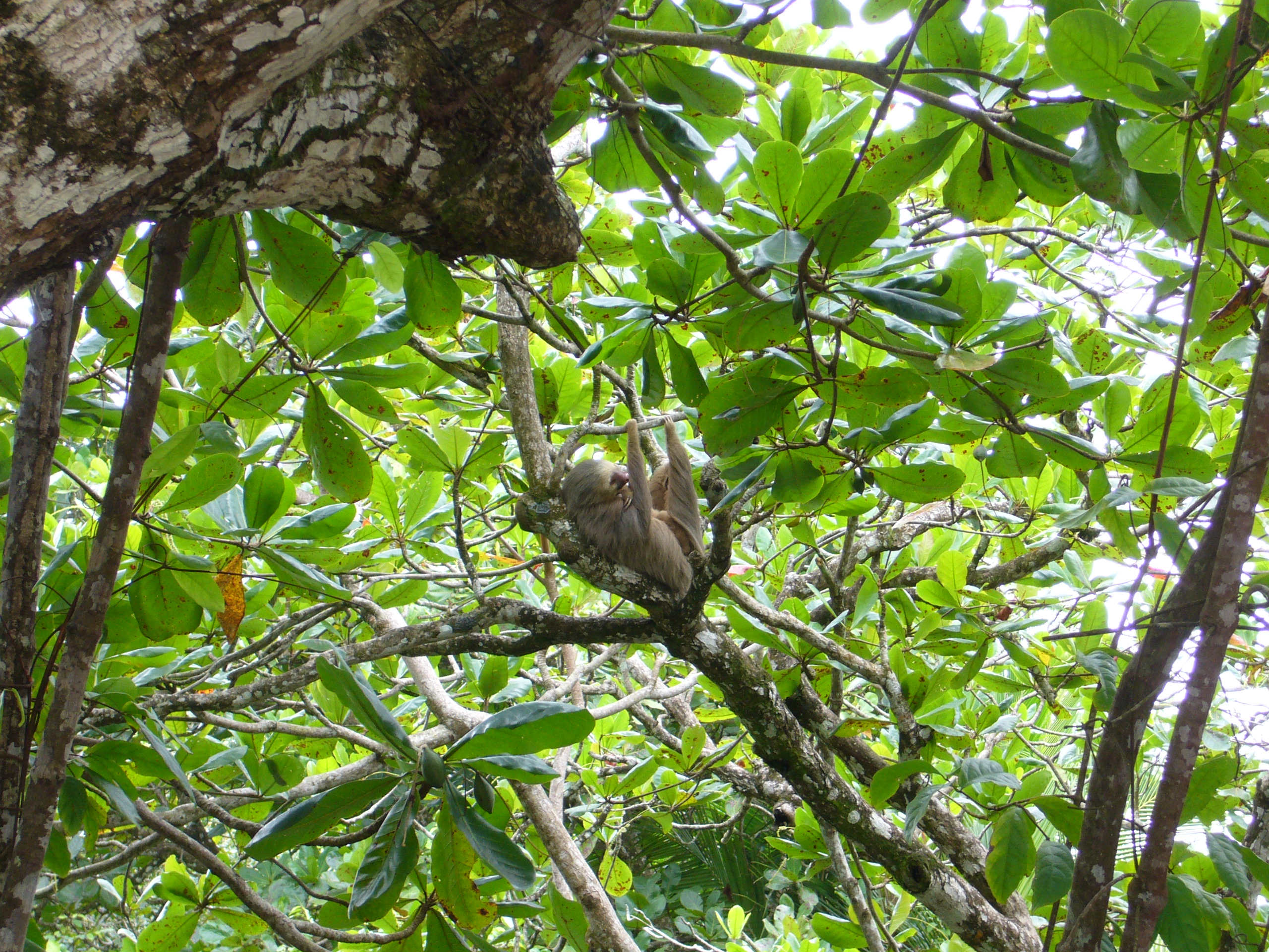 cahuita