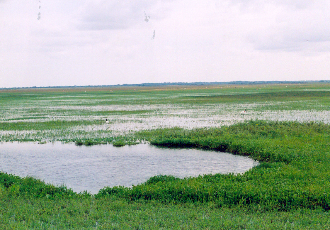 los llanos