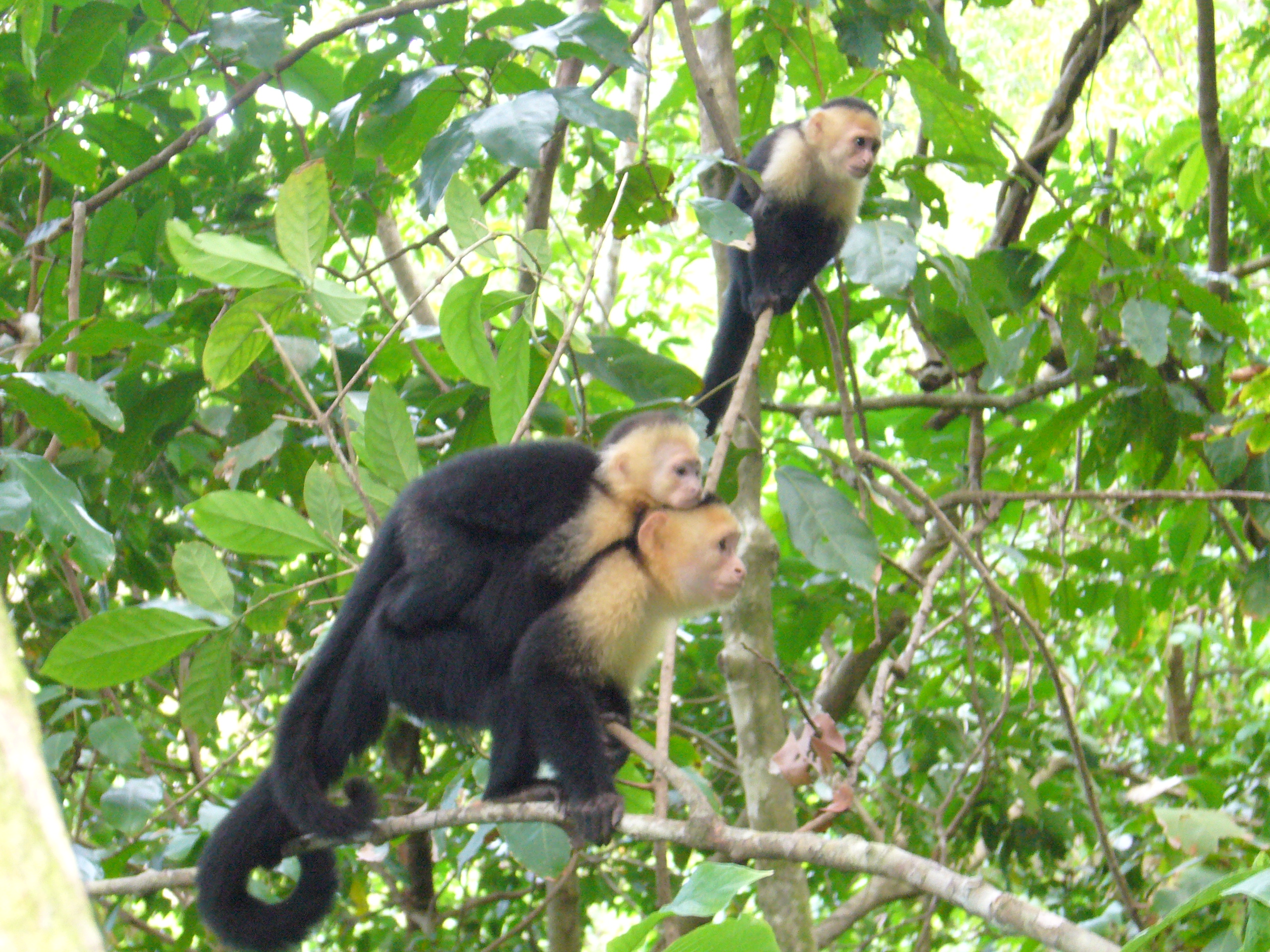 manuel antonio