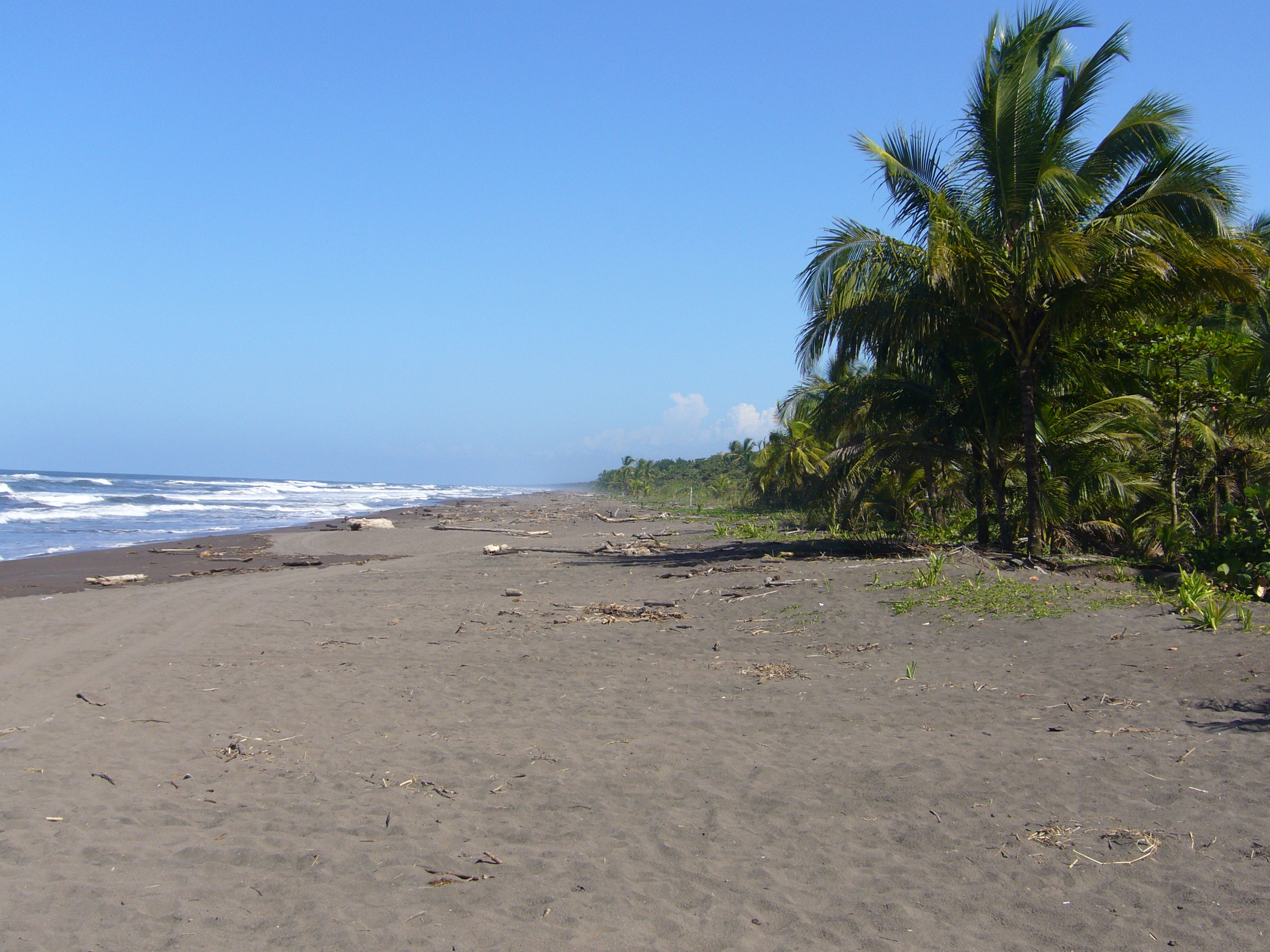 tortuguero