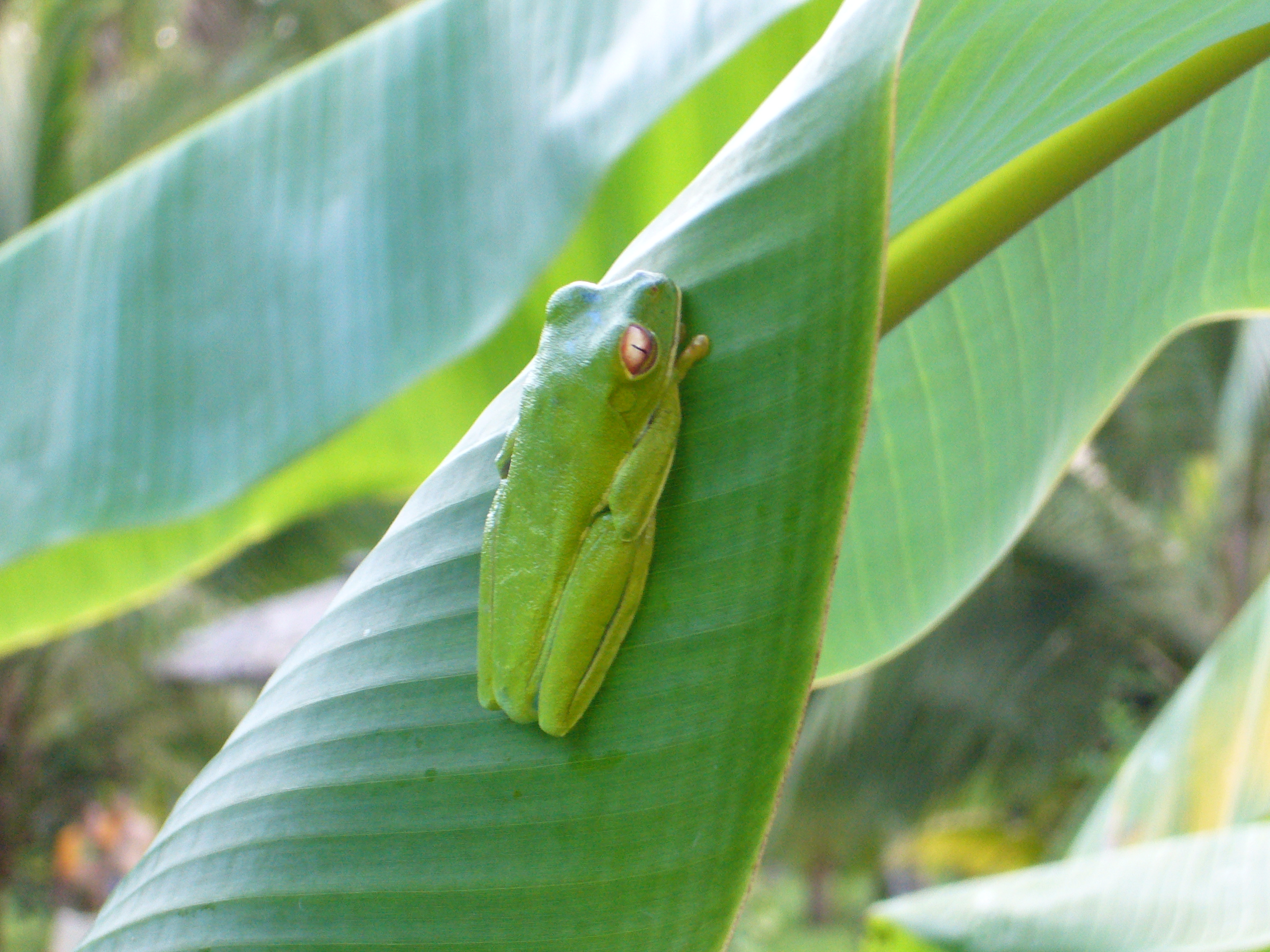 toruguero