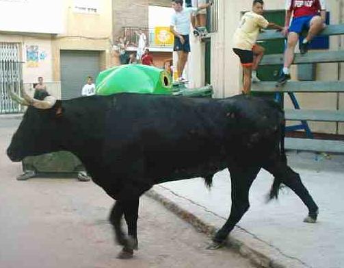 Vaquillas