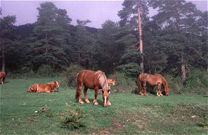 Alrededores de Griegos