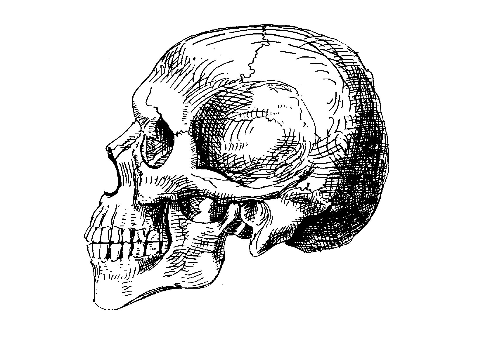 OSTEOLOGÍA DEL MAXILAR Y LA MANDÍBULA: Cuando canto, mi cara