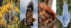 FAUNA-MINISTERIO DE AGRICULTURA ALIMENTACION Y MEDIO AMBIENTE-
