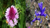 FLORA AMENAZADA Y DE INETRES DEL PARQUE NATURAL DE LA SIERRA DE CUENCA- LIBRO-