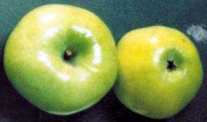 manzana espedriega