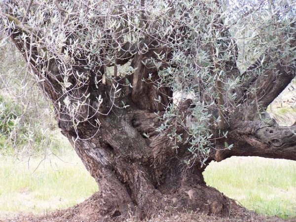 olivo