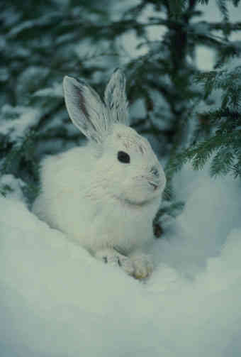 ! Un buen conejo !