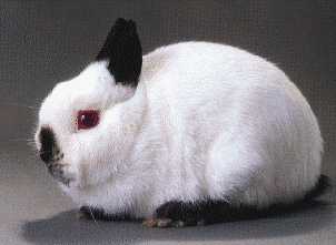 ! Otro buen conejo !
