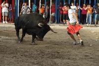 toro