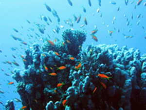 coral reefs