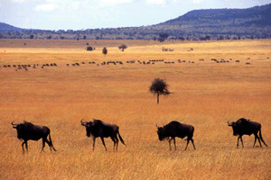 Wilder-Beast migrating through the serengeti
