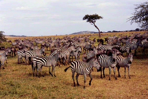 Zebras migrating