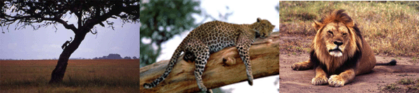 The big cats to be seen