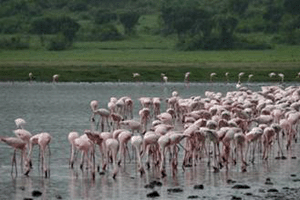 Flamencos at Lake Manyara