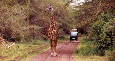 A Giraff taking a walk along the road