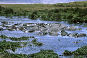 Hippos