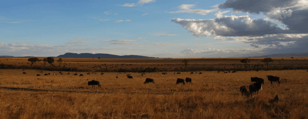 The Savana