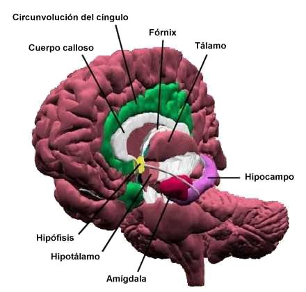 fórnix cerebro coronal