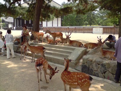 nara
