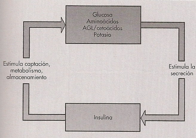 Retroalimentacin entre insulina y nutrientes