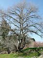 arbol