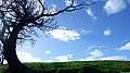 arbol y nubes