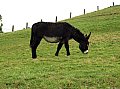 burro en asturias