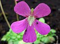 flor5