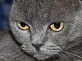 gata