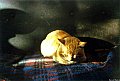 gato durmiendo