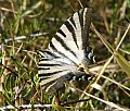 mariposa2