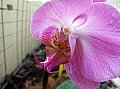 orquidea1