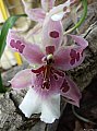 orquidea3