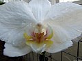 orquidea4