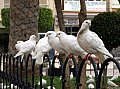 palomas en aguilas