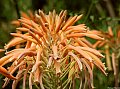 planta