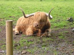 Highlands Cow
