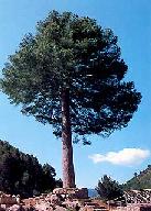 El Pino Escobn