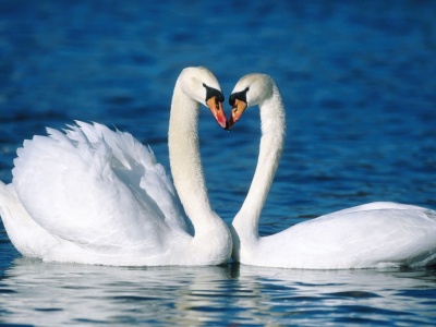 cisnes